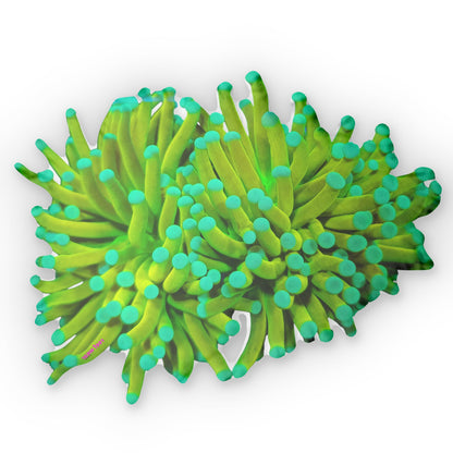 Torch Banana Pillows