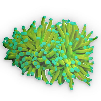 Torch Banana Pillows